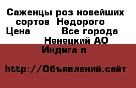 Саженцы роз новейших сортов. Недорого. › Цена ­ 350 - Все города  »    . Ненецкий АО,Индига п.